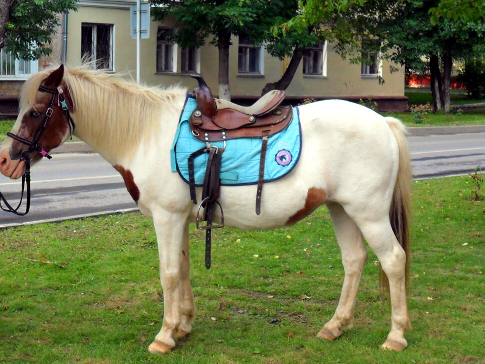 Маленькие лошадки пони