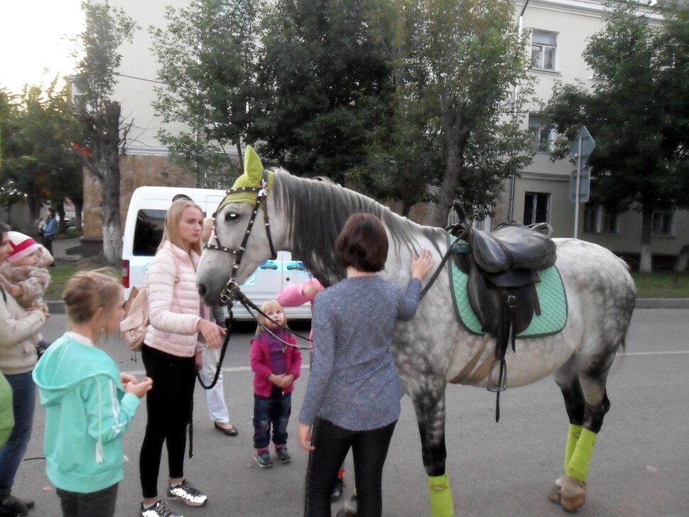 Маленькие лошадки пони