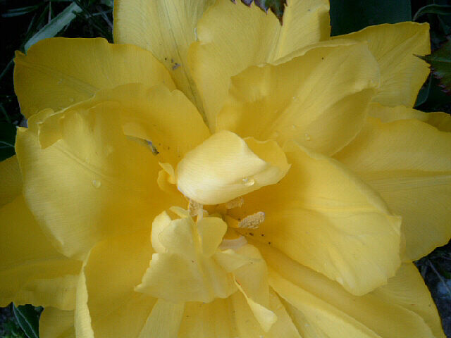 Тюльпан махровый желтый