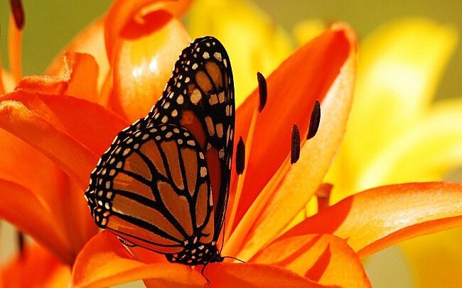 Бабочки мира фото