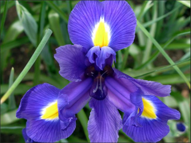 iris