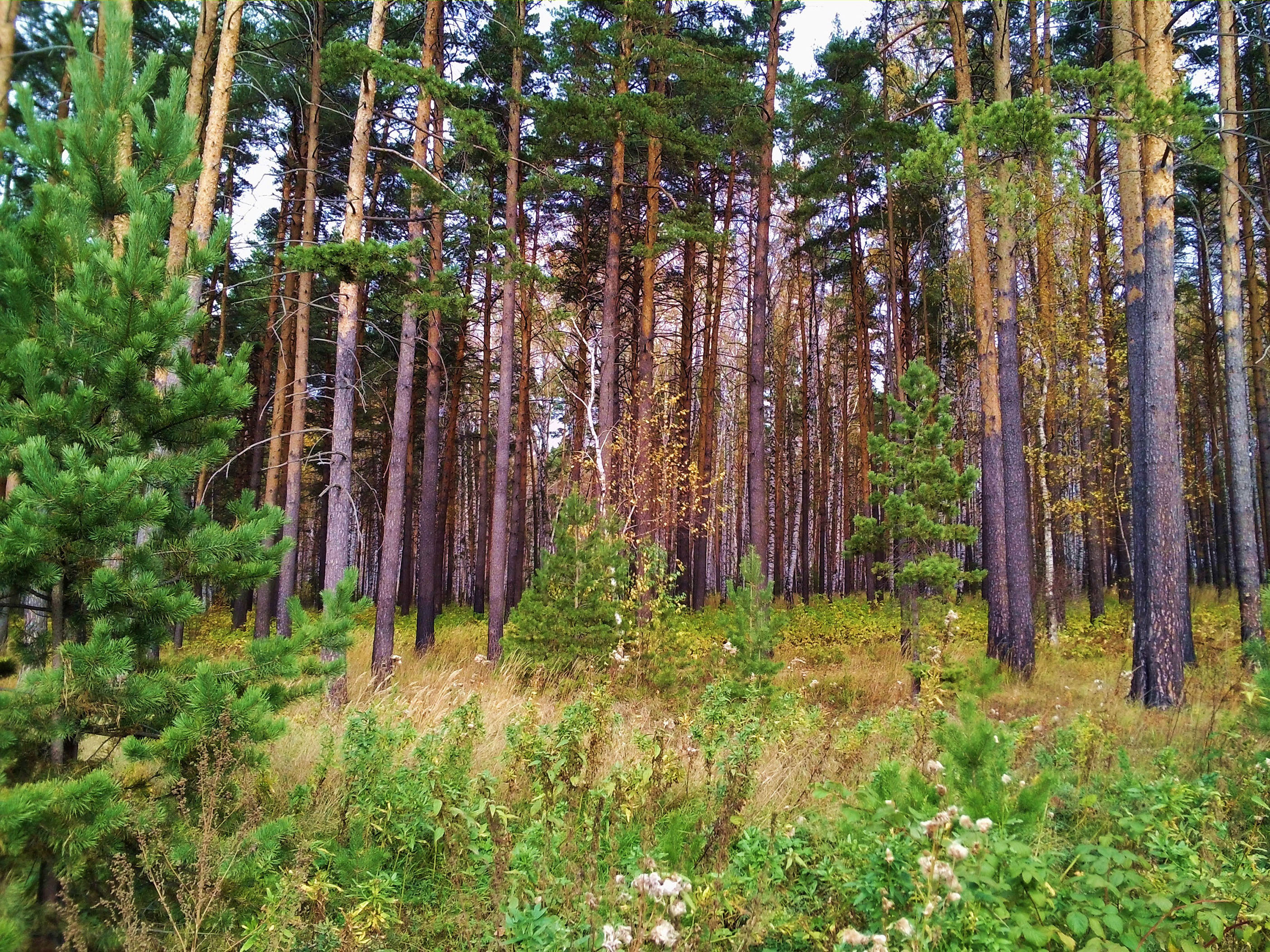 На какой почве растут сосны. Солнечногорск Сосновый лес. Еловый Бор подлесок. Сосновый древостой. Сосновый лес в Подмосковье.