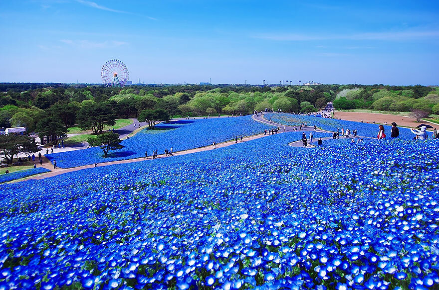Поля синих цветов в японском парке Хитачи