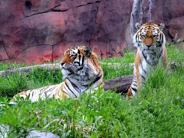 Животные тигры