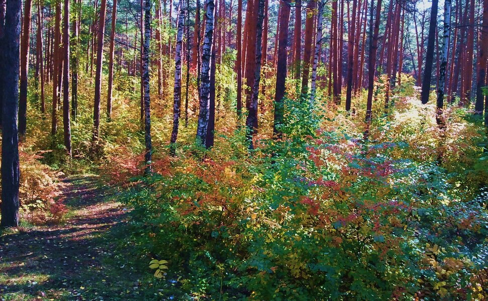 Осеннее разноцветье