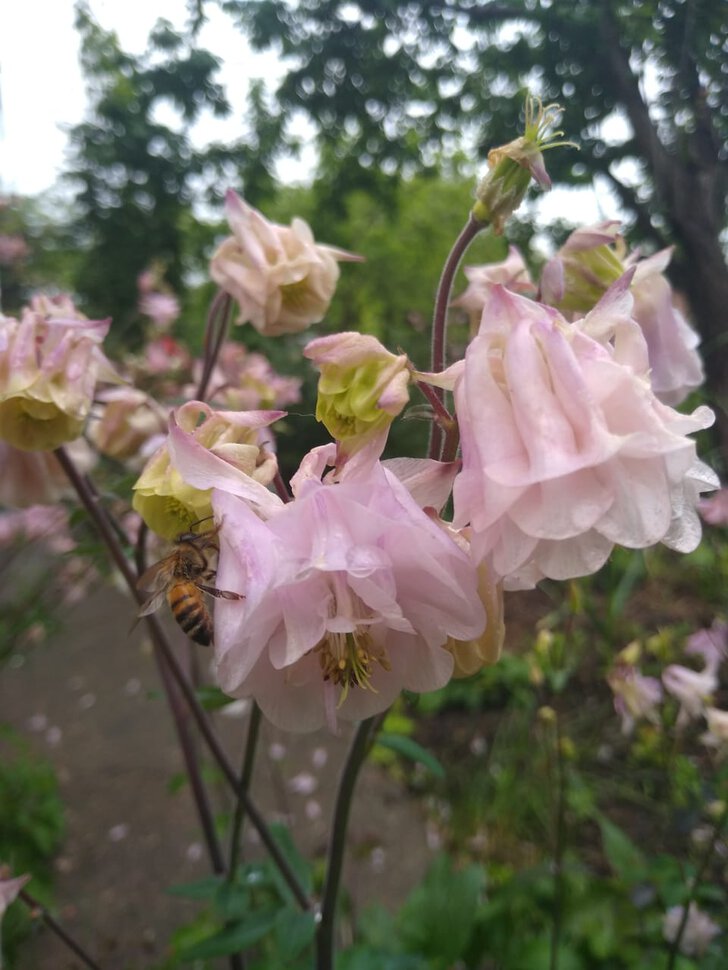 Пчелка-труженица
