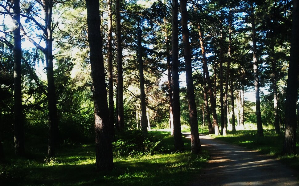В лесочке