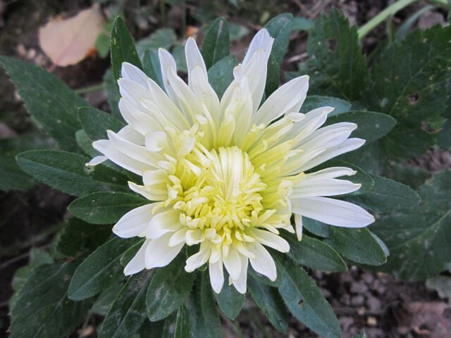 Бело-желтый цветок