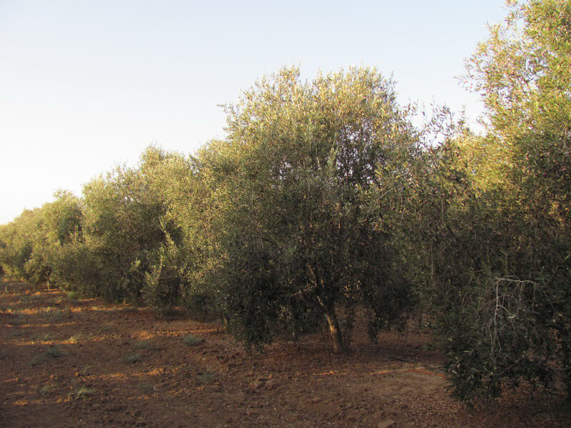 Оливковые деревья