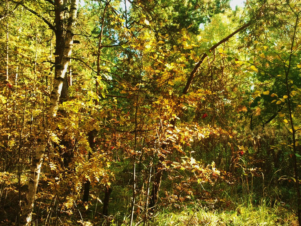 В осенней листве