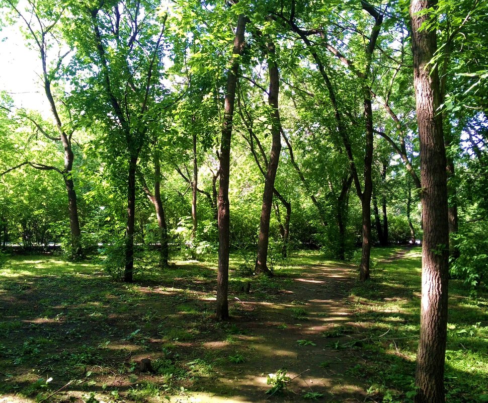 В парке Зеленая роща