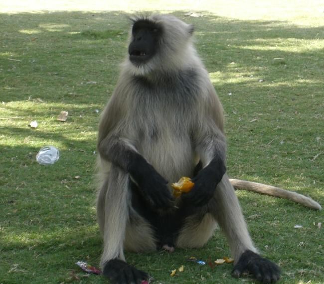 Завтрак обезьяны