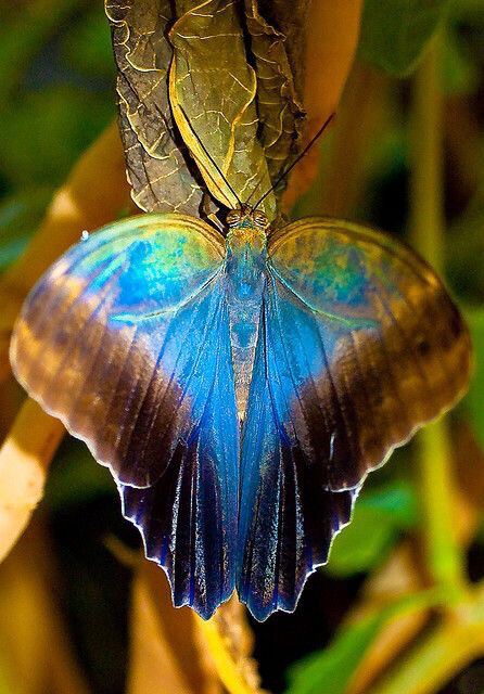 Бабочка-красавица