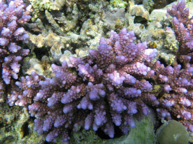 Фиолетовый коралл