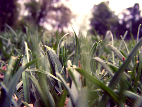 Сонная трава