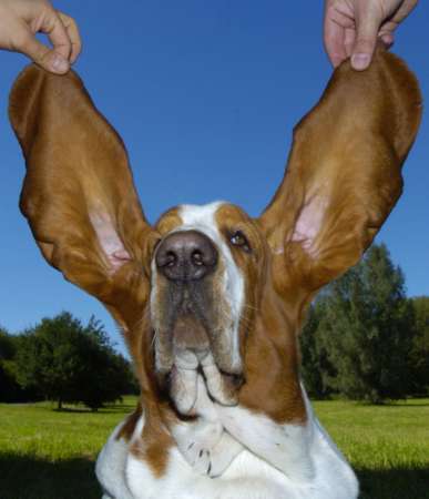 Большие уши рыжей собаки