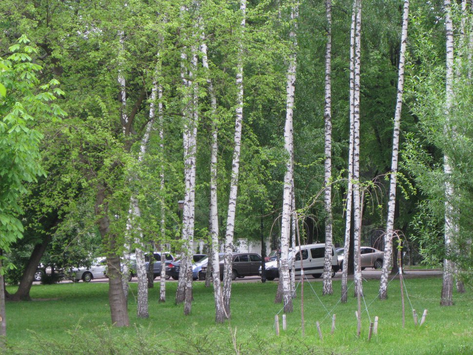 Городские берёзки