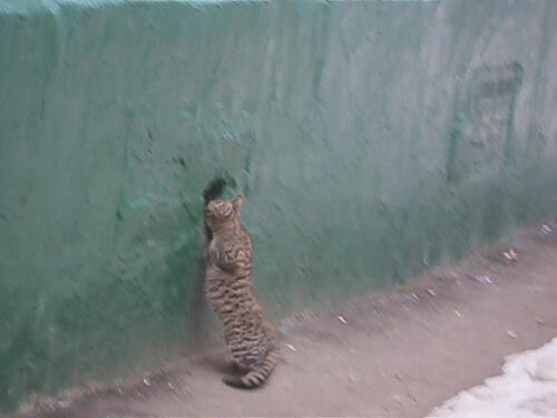 Кошкин дом