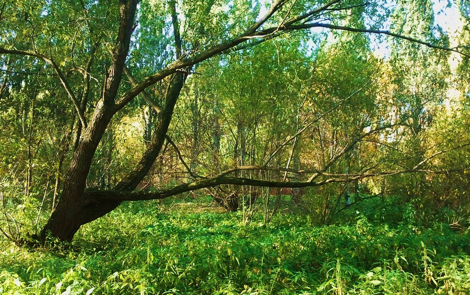 В ботаническом саду