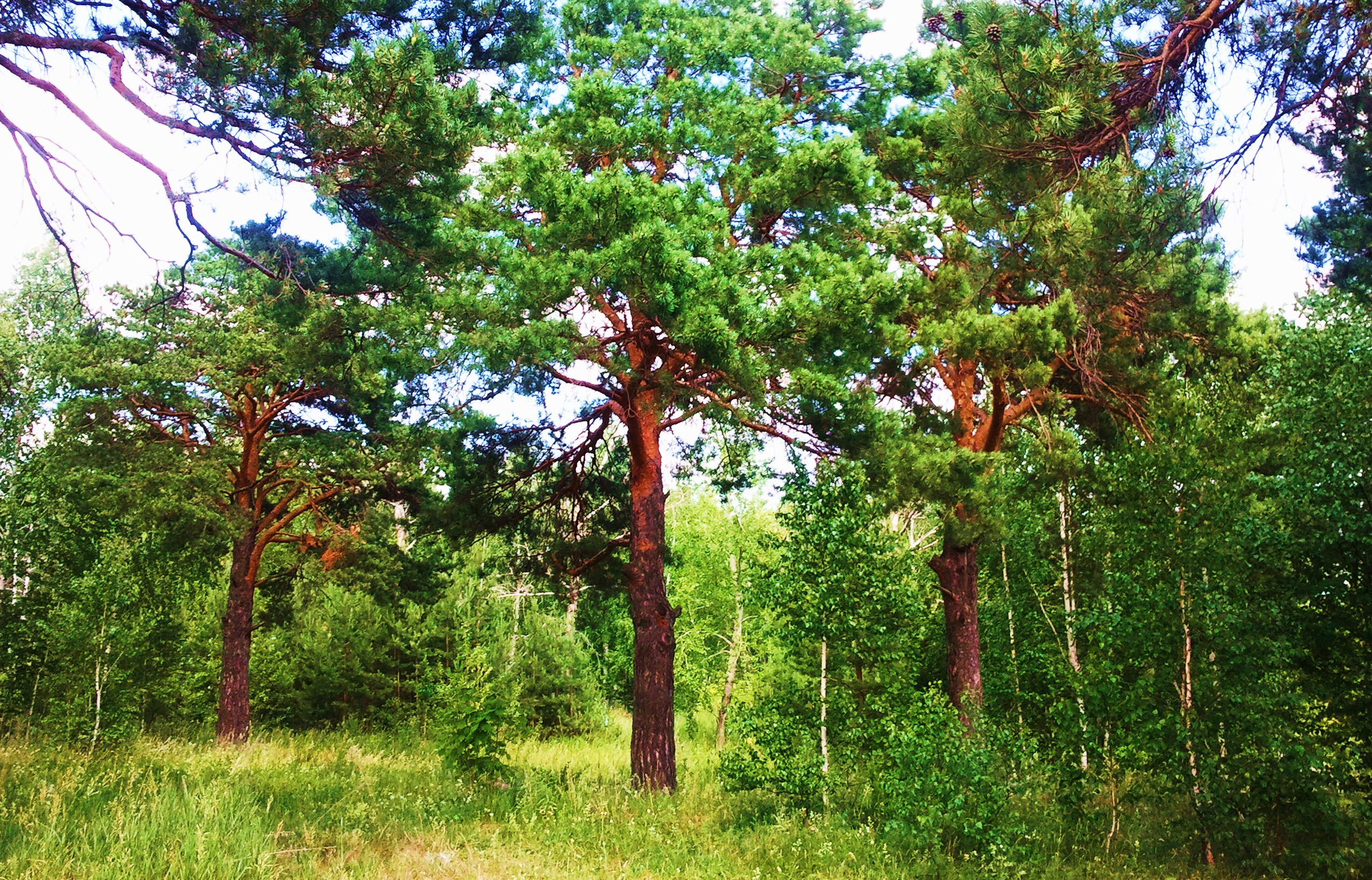 Сосны растут на болоте. Сосны Троицы. Сосна Пиния дома. Сосна Лесная у дома. Выращивание сосны.