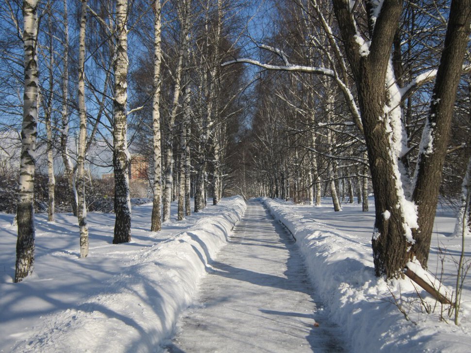 Первый день февраля. Берёзовая аллея