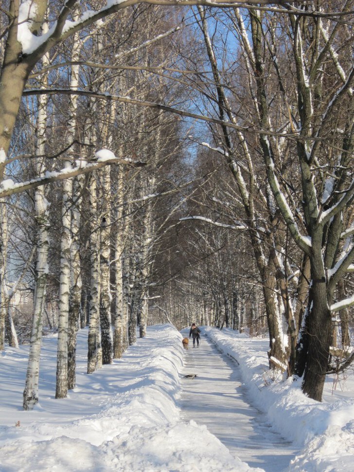 Первый день февраля. Берёзовая аллея