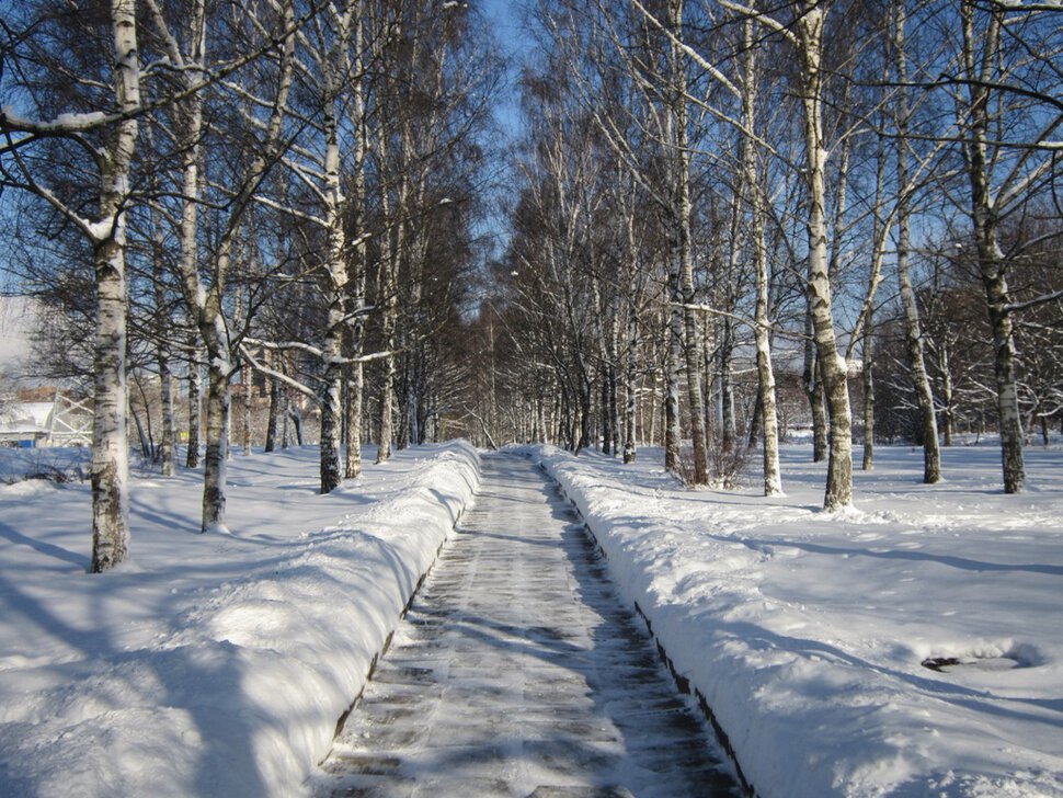 Первый день февраля. Берёзовая аллея