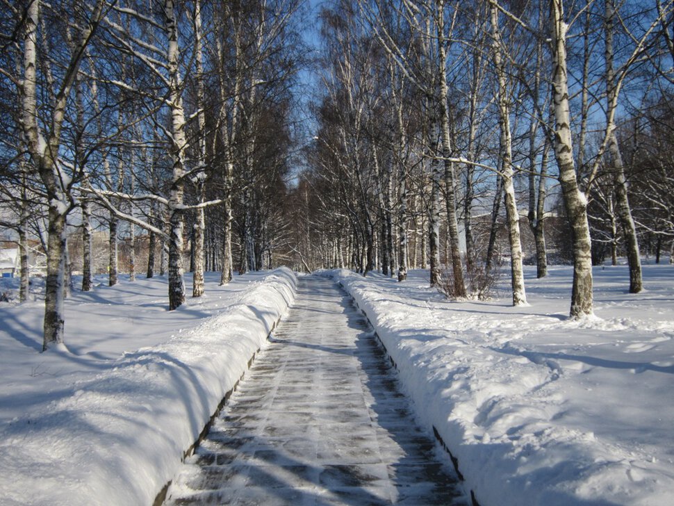 Первый день февраля. Берёзовая аллея