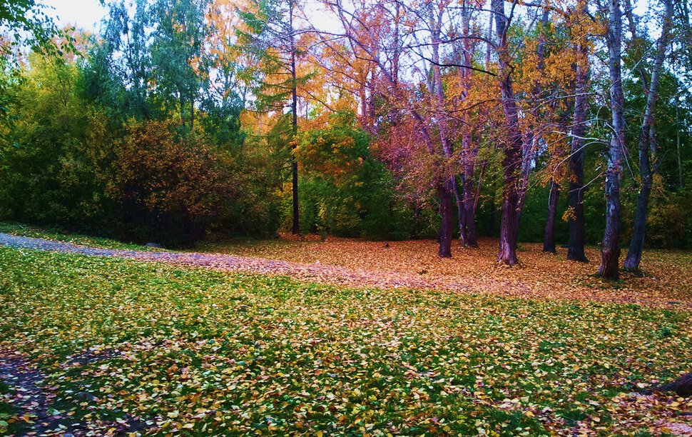 По осенним лужайкам