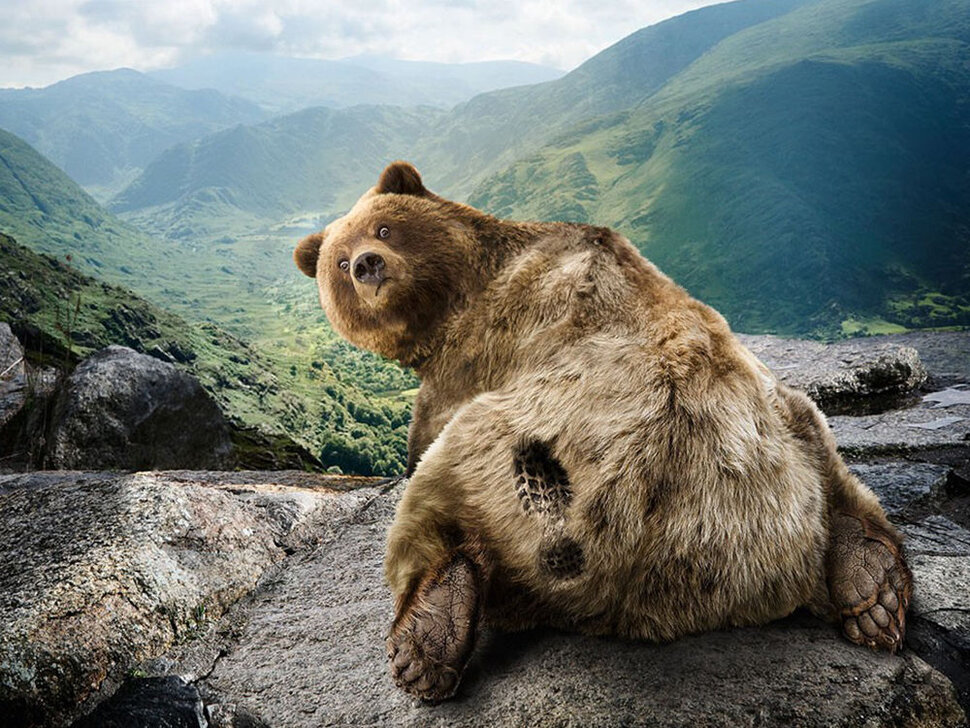 Приколы про медведей