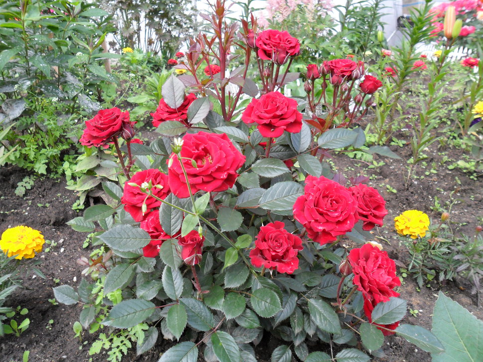 Раскидистые разноцветные розы
