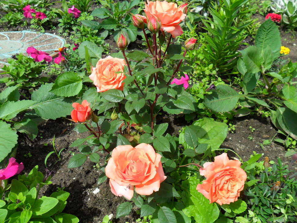 Раскидистые разноцветные розы
