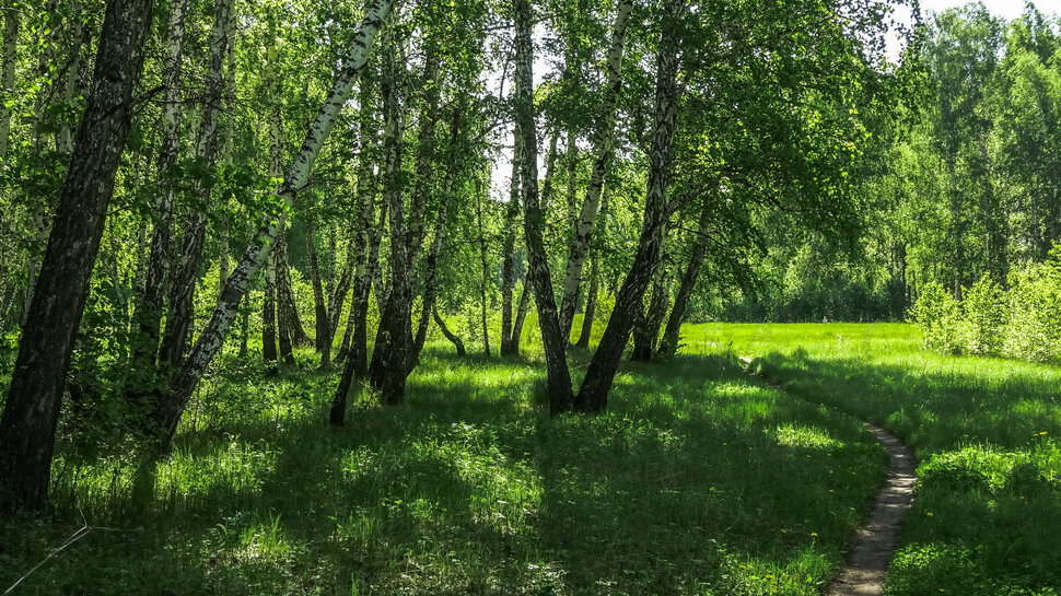 роща русская душа, до чего ты хороша