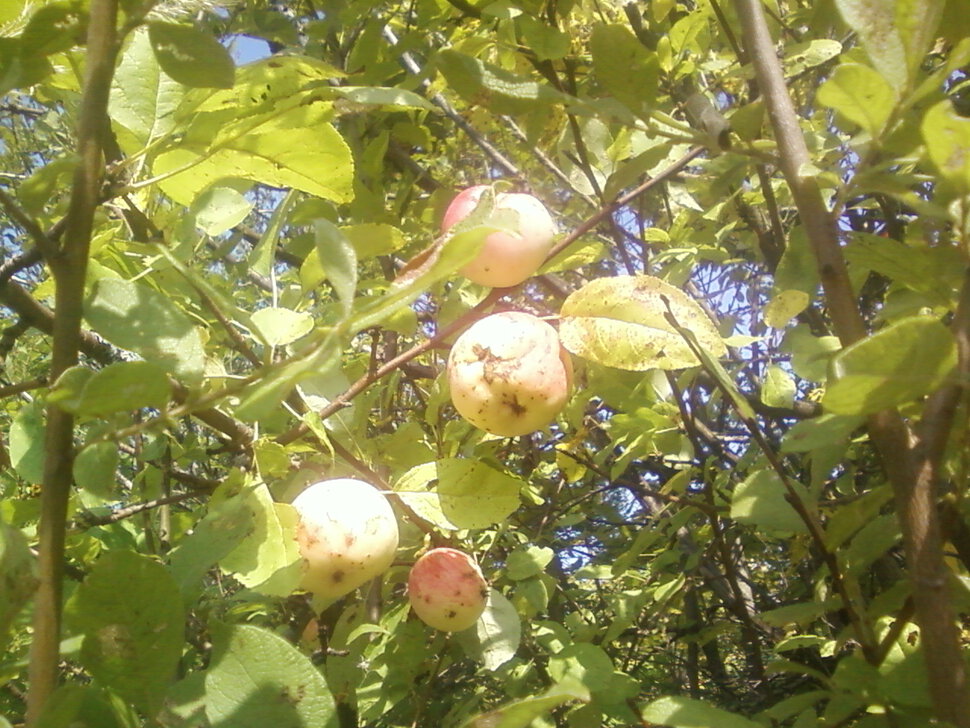 Яблоневый сад. Серия фотографий