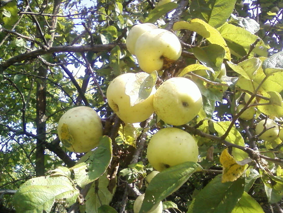 Яблоневый сад. Серия фотографий