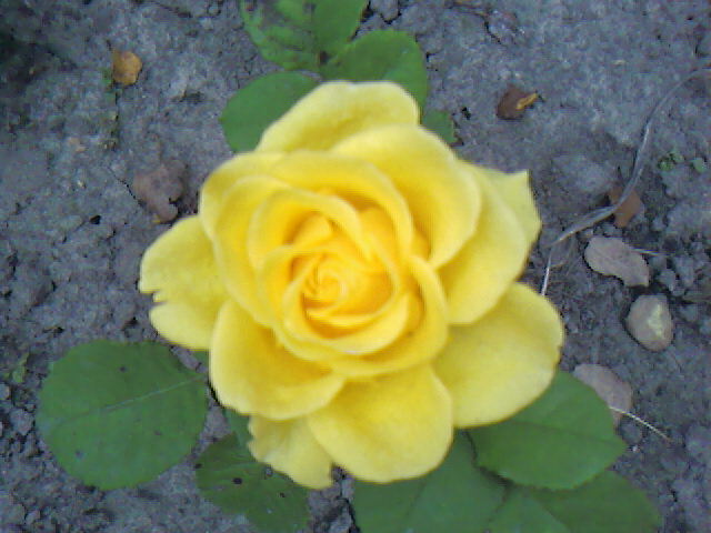 Желтая роза - эмблема разлуки?