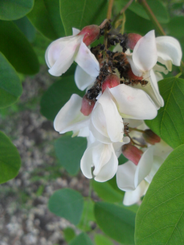 Acacia