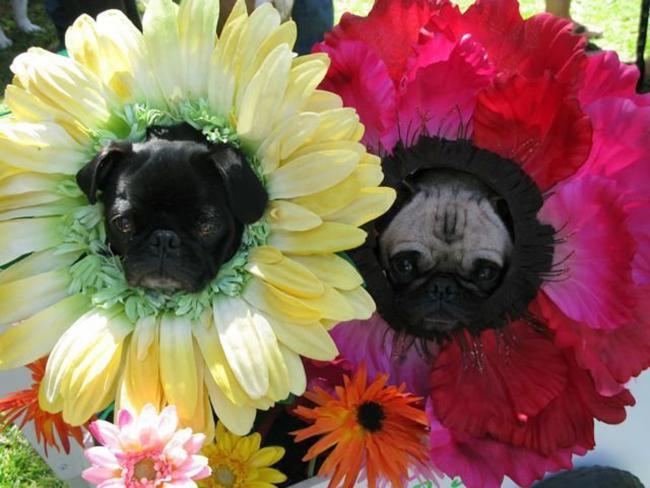 Цветочные собаки