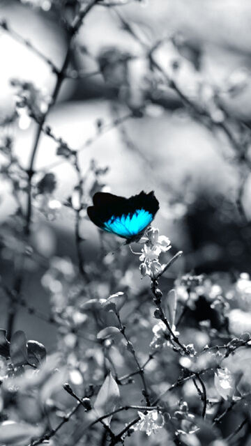 Цветок бабочка