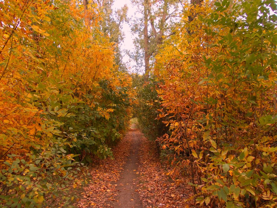 Волшебный мир осени