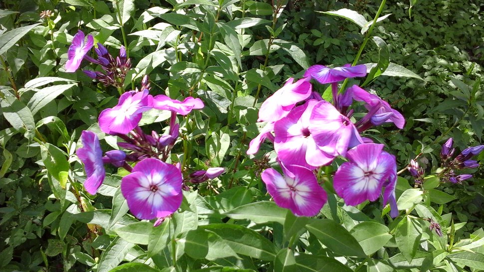 Летние цветы