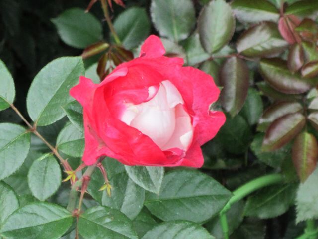 Роза красно-белая