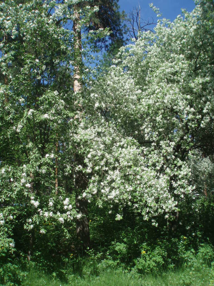 Шоу невест, лесные красавицы