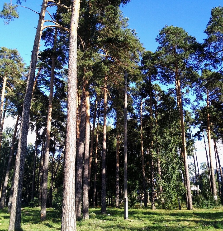 Сосновый лесок на улице академика Бардина