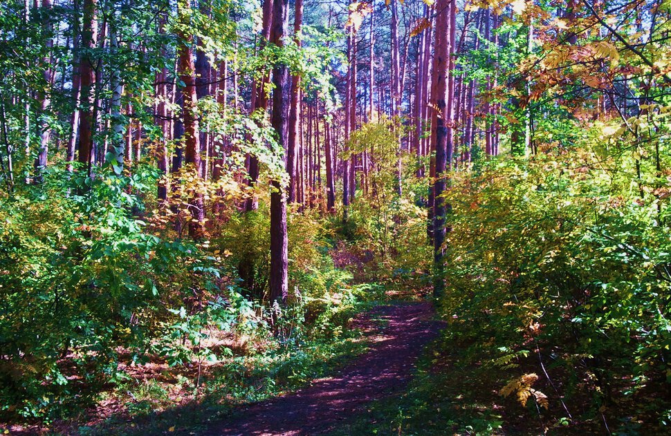 В красочном лесу