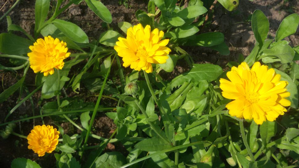 Четыре солнечных цветочка