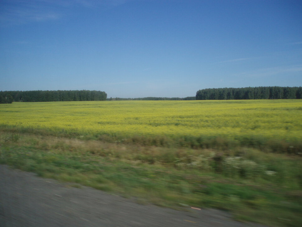 Жёлтое поле