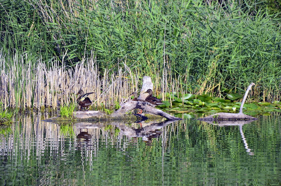 Дикие утки на озере