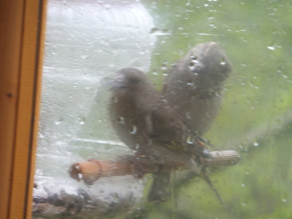 Дождь и птички