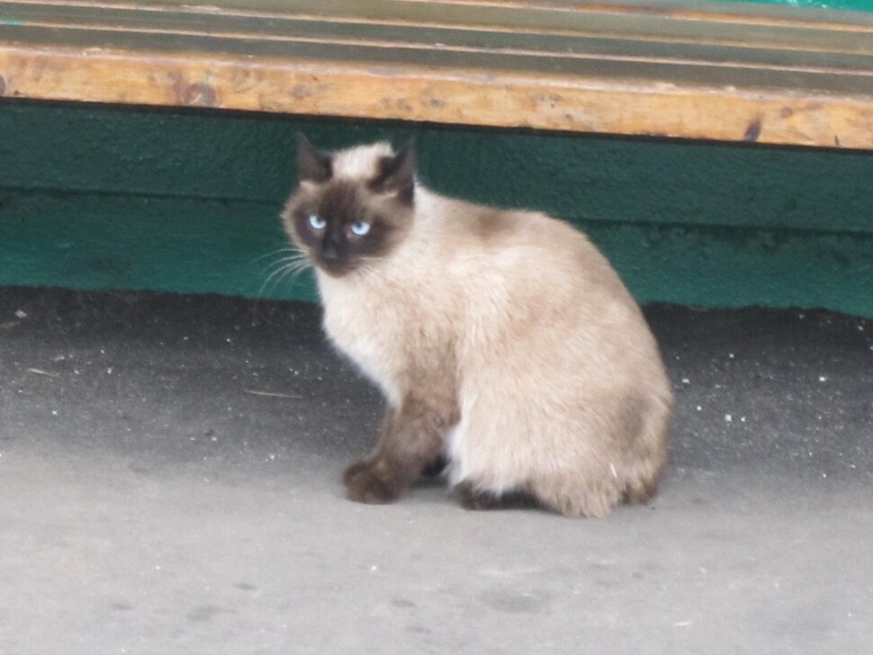сиамская кошка дома приметы
